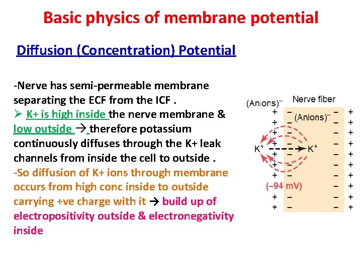 Basic physics of membrane potential Diffusion (Concentration) Potential -Nerve has semi-permeable membrane separating the