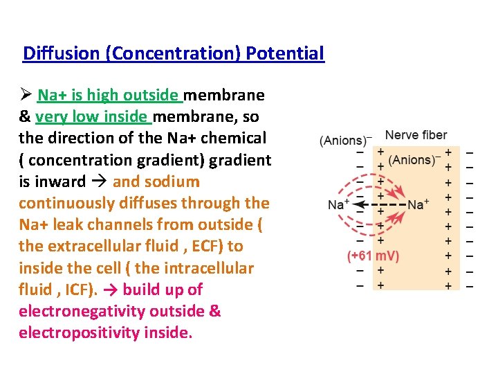 Diffusion (Concentration) Potential Ø Na+ is high outside membrane & very low inside membrane,