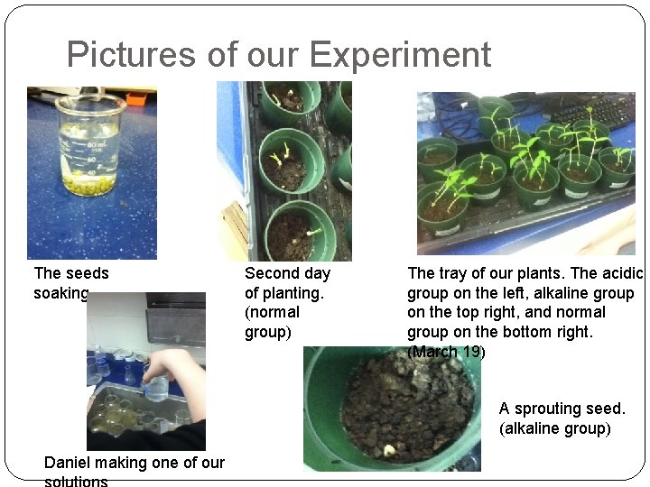 Pictures of our Experiment The seeds soaking Second day of planting. (normal group) The