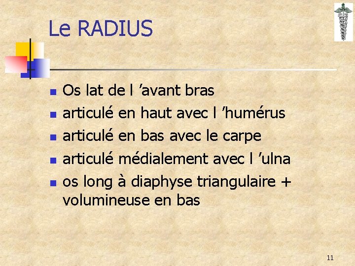 Le RADIUS n n n Os lat de l ’avant bras articulé en haut