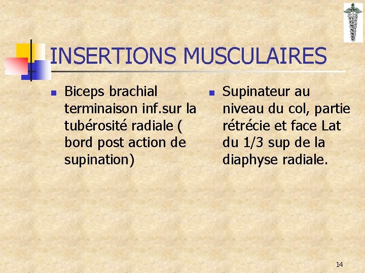 INSERTIONS MUSCULAIRES n Biceps brachial terminaison inf. sur la tubérosité radiale ( bord post