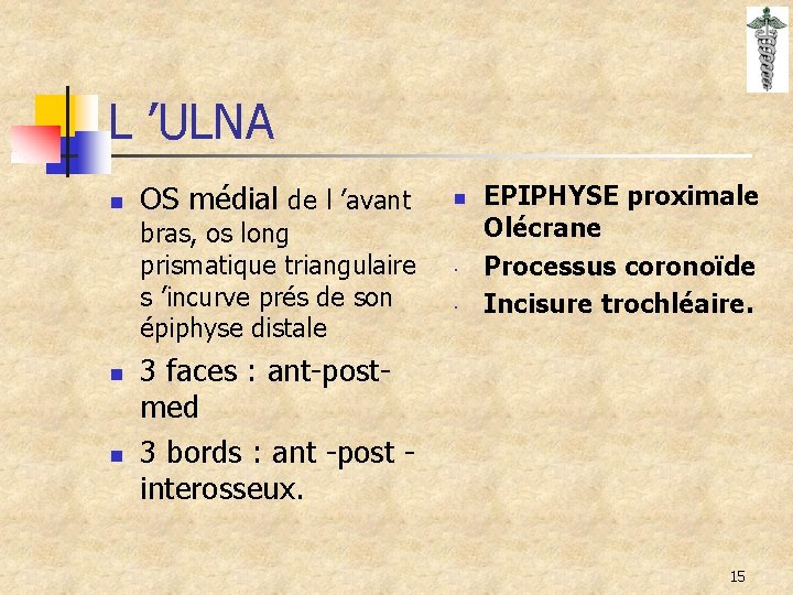 L ’ULNA n OS médial de l ’avant bras, os long prismatique triangulaire s