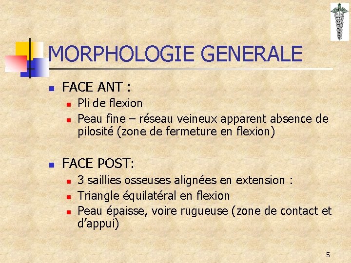 MORPHOLOGIE GENERALE n FACE ANT : n n n Pli de flexion Peau fine