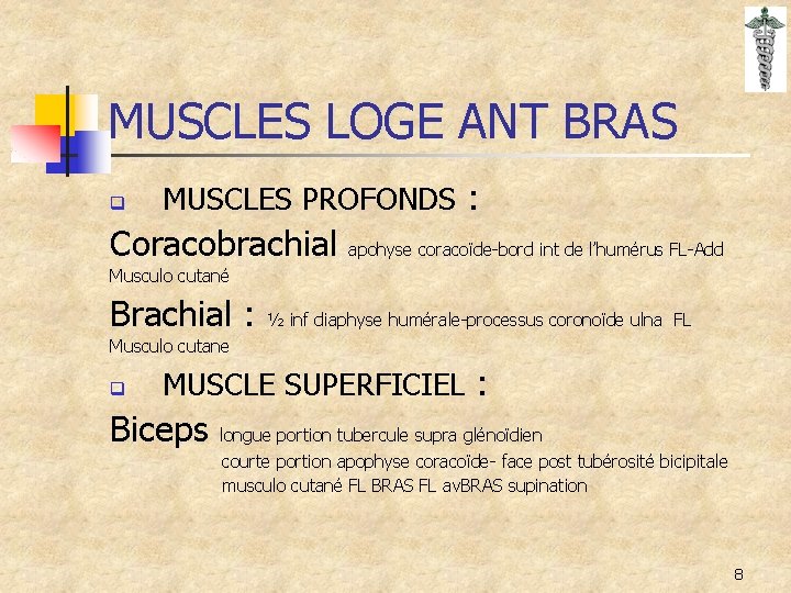 MUSCLES LOGE ANT BRAS q MUSCLES PROFONDS : Coracobrachial apohyse coracoïde-bord int de l’humérus