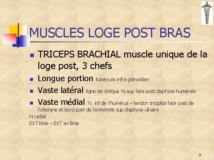 MUSCLES LOGE POST BRAS n n TRICEPS BRACHIAL muscle unique de la loge post,