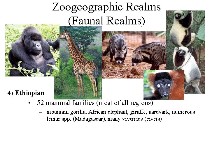 Zoogeographic Realms (Faunal Realms) 4) Ethiopian • 52 mammal families (most of all regions)