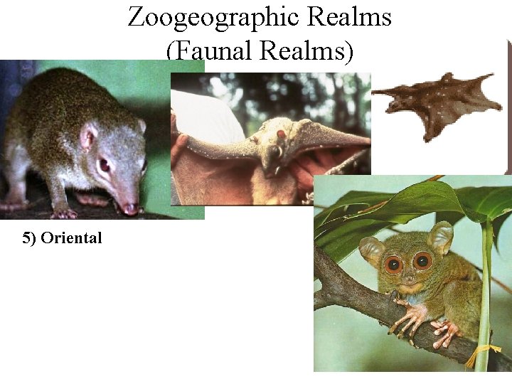 Zoogeographic Realms (Faunal Realms) 5) Oriental 