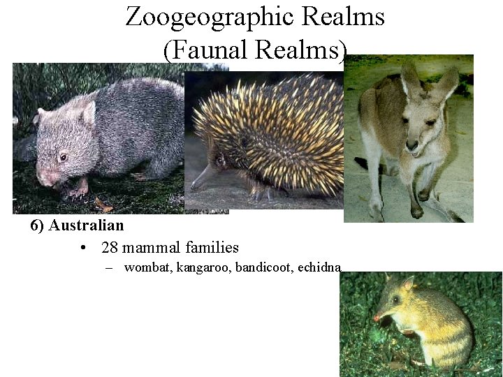 Zoogeographic Realms (Faunal Realms) 6) Australian • 28 mammal families – wombat, kangaroo, bandicoot,