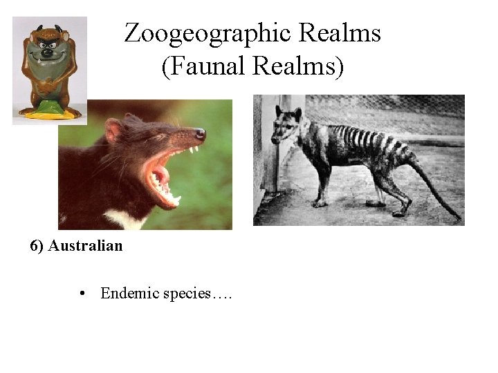 Zoogeographic Realms (Faunal Realms) 6) Australian • Endemic species…. 