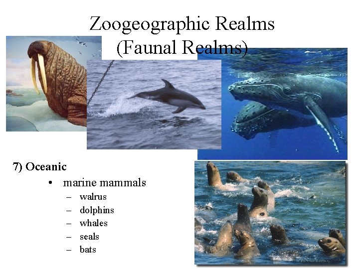 Zoogeographic Realms (Faunal Realms) 7) Oceanic • marine mammals – – – walrus dolphins