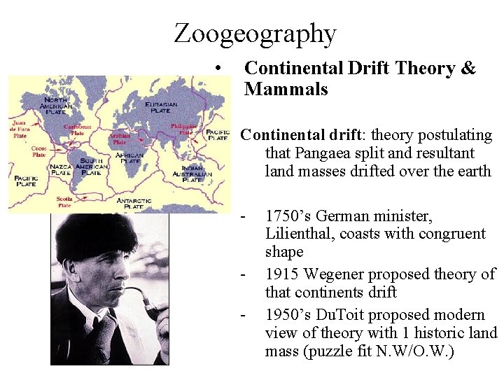 Zoogeography • Continental Drift Theory & Mammals Continental drift: theory postulating that Pangaea split