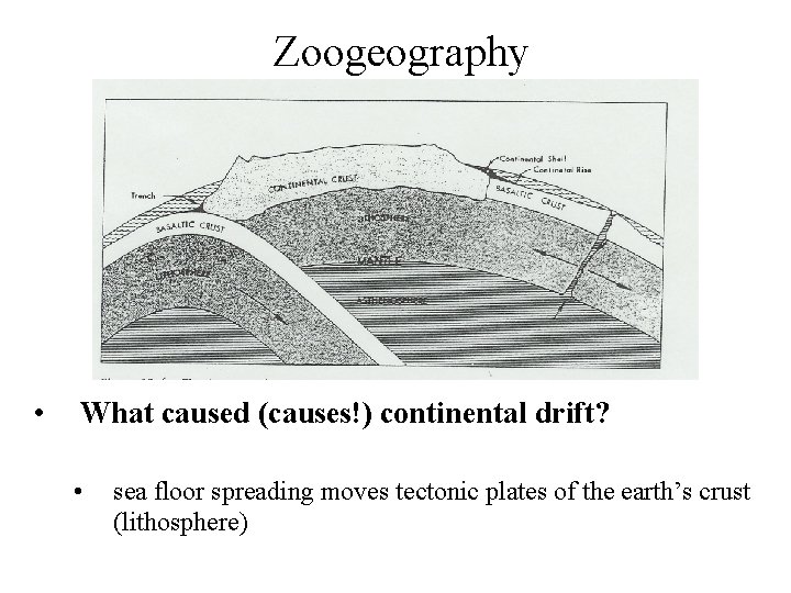 Zoogeography • What caused (causes!) continental drift? • sea floor spreading moves tectonic plates