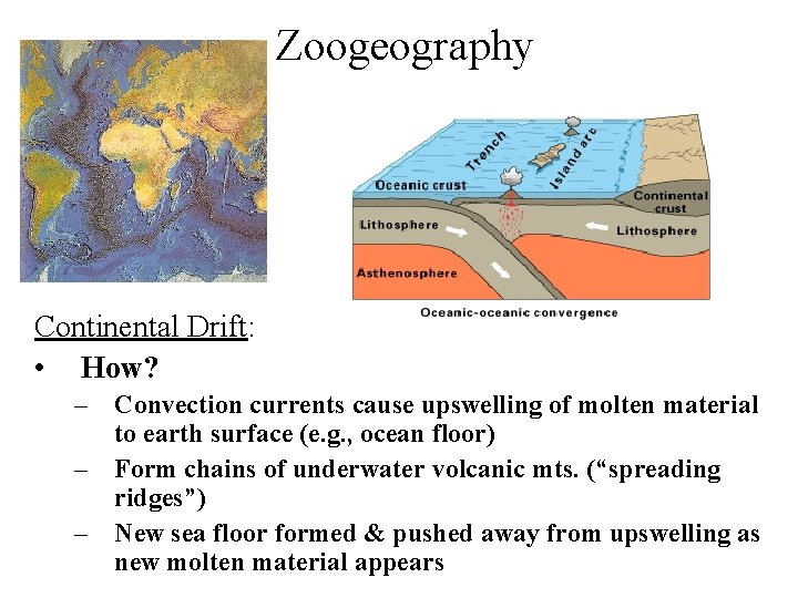 Zoogeography Continental Drift: • How? – Convection currents cause upswelling of molten material to