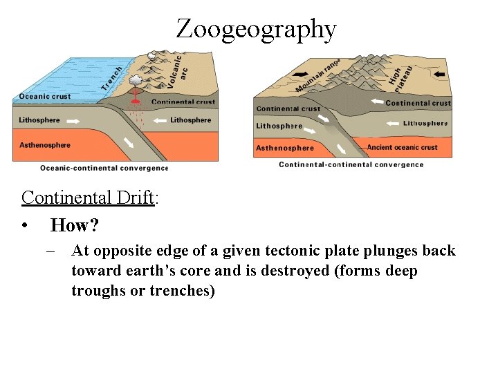 Zoogeography Continental Drift: • How? – At opposite edge of a given tectonic plate