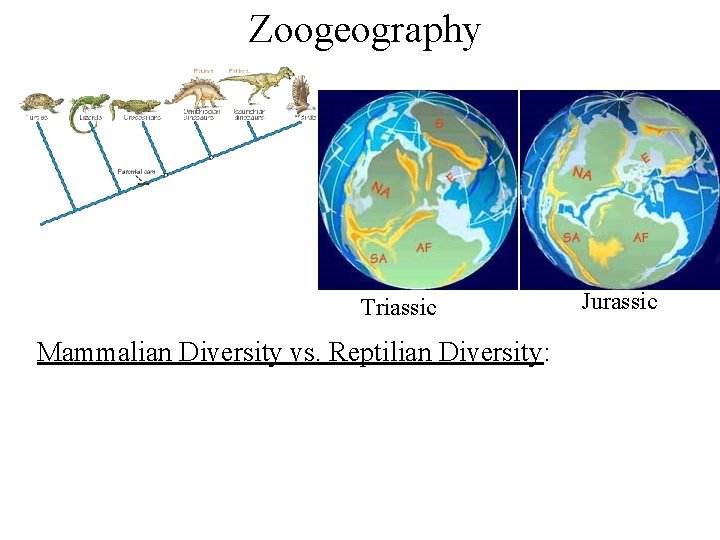 Zoogeography Triassic Mammalian Diversity vs. Reptilian Diversity: Jurassic 