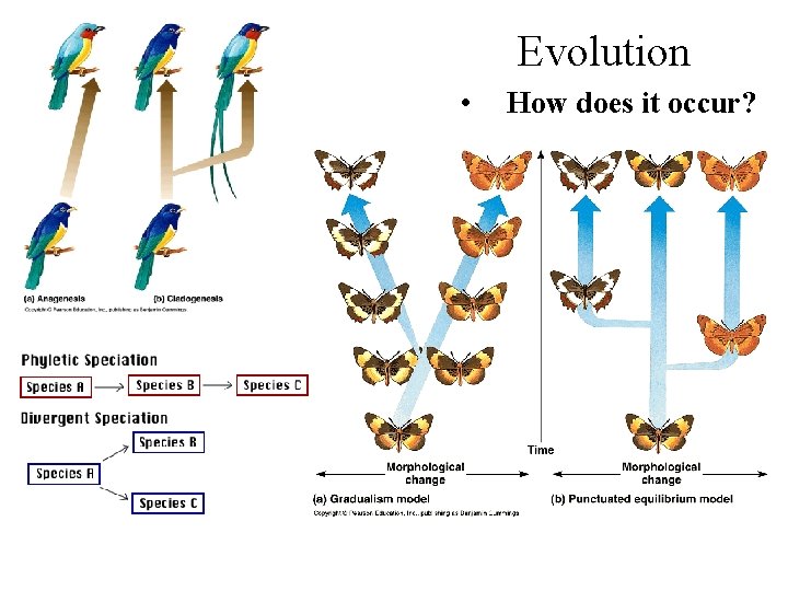 Evolution • How does it occur? 