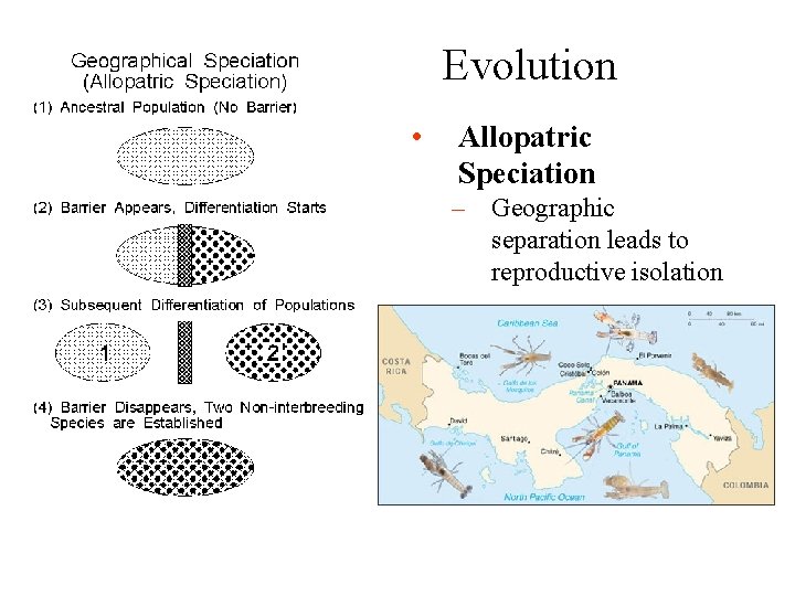 Evolution • Allopatric Speciation – Geographic separation leads to reproductive isolation 