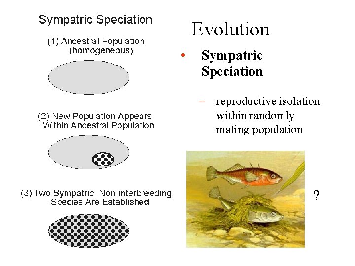 Evolution • Sympatric Speciation – reproductive isolation within randomly mating population ? 