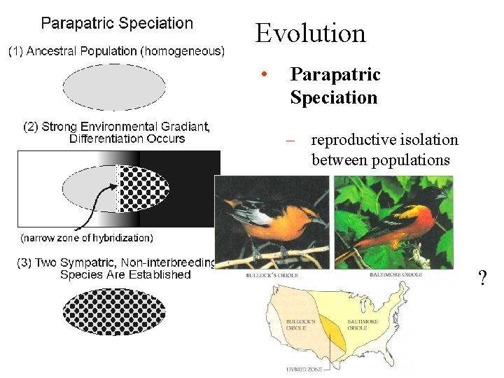 Evolution • Parapatric Speciation – reproductive isolation between populations ? 