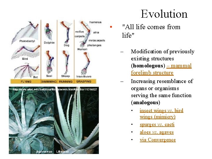 Evolution • "All life comes from life" – – Modification of previously existing structures