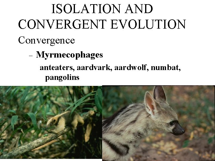 ISOLATION AND CONVERGENT EVOLUTION Convergence – Myrmecophages anteaters, aardvark, aardwolf, numbat, pangolins 