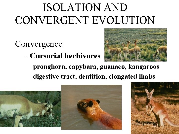 ISOLATION AND CONVERGENT EVOLUTION Convergence – Cursorial herbivores pronghorn, capybara, guanaco, kangaroos digestive tract,