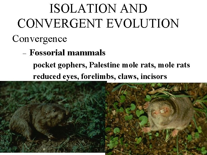 ISOLATION AND CONVERGENT EVOLUTION Convergence – Fossorial mammals pocket gophers, Palestine mole rats, mole