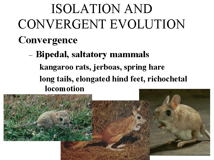 ISOLATION AND CONVERGENT EVOLUTION Convergence – Bipedal, saltatory mammals kangaroo rats, jerboas, spring hare