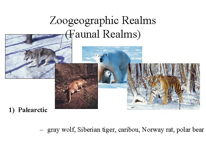 Zoogeographic Realms (Faunal Realms) 1) Palearctic – gray wolf, Siberian tiger, caribou, Norway rat,