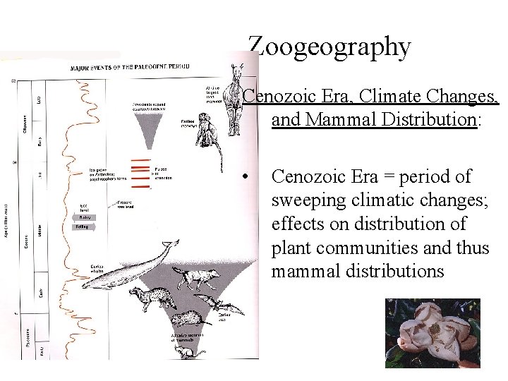 Zoogeography Cenozoic Era, Climate Changes, and Mammal Distribution: • Cenozoic Era = period of