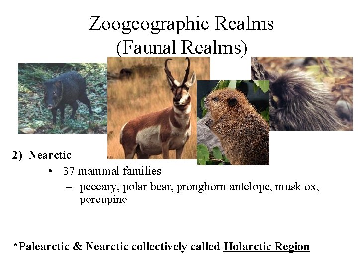 Zoogeographic Realms (Faunal Realms) 2) Nearctic • 37 mammal families – peccary, polar bear,