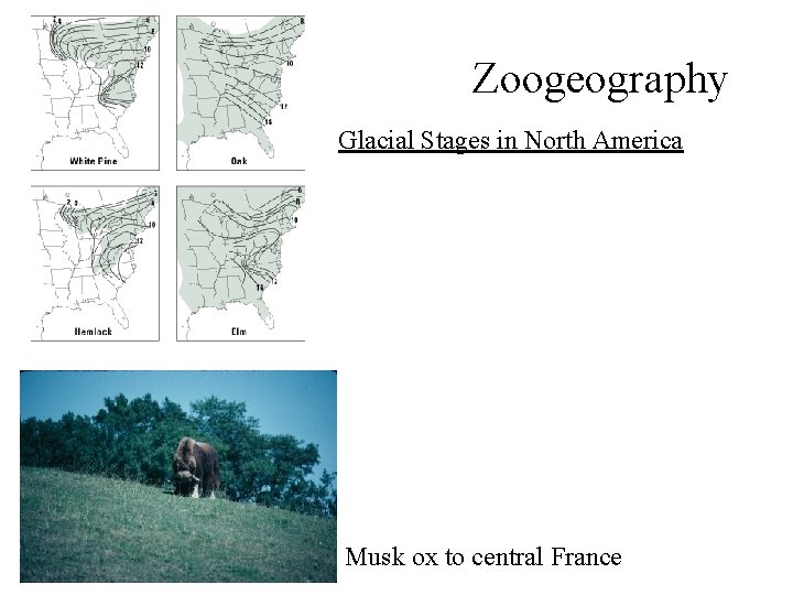 Zoogeography Glacial Stages in North America Musk ox to central France 