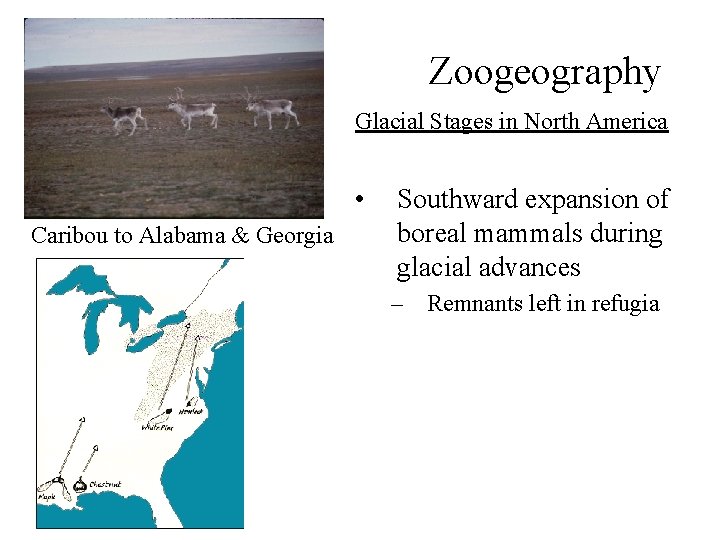 Zoogeography Glacial Stages in North America • Caribou to Alabama & Georgia Southward expansion
