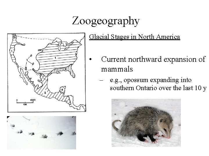 Zoogeography Glacial Stages in North America • Current northward expansion of mammals – e.