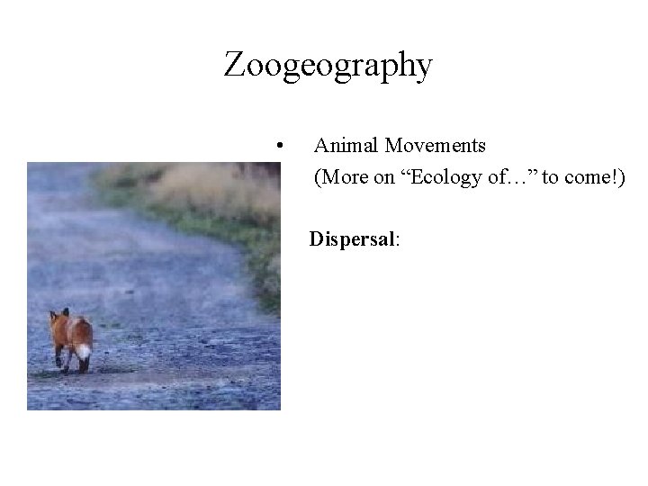 Zoogeography • Animal Movements (More on “Ecology of…” to come!) Dispersal: 
