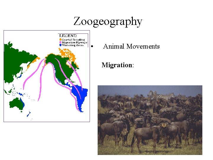 Zoogeography • Animal Movements Migration: 