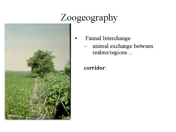 Zoogeography • Faunal Interchange – animal exchange between realms/regions… corridor: 