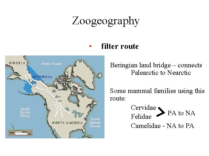 Zoogeography • filter route Beringian land bridge – connects Palearctic to Nearctic Some mammal