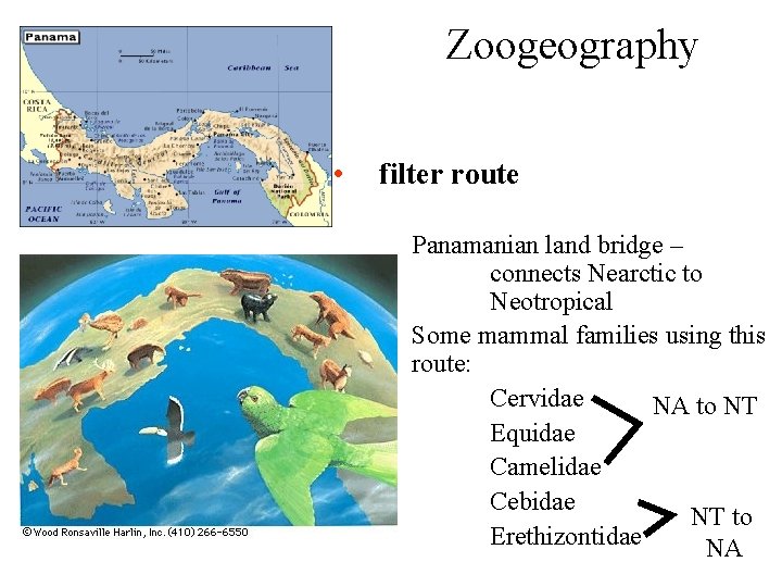 Zoogeography • filter route Panamanian land bridge – connects Nearctic to Neotropical Some mammal