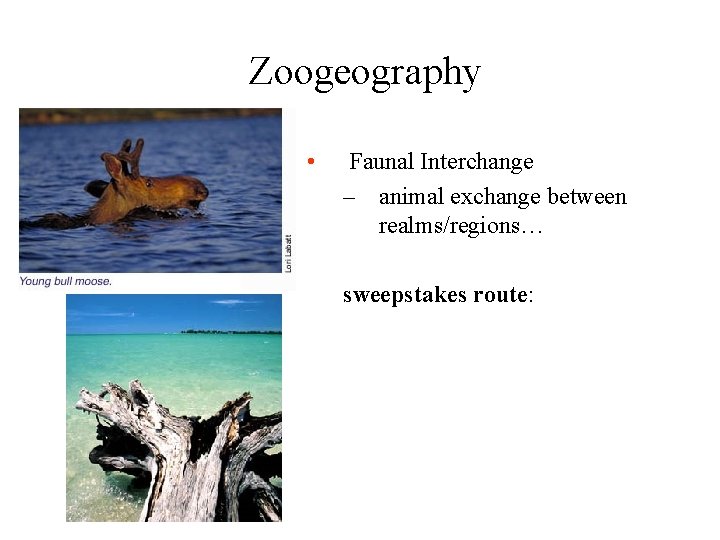 Zoogeography • Faunal Interchange – animal exchange between realms/regions… sweepstakes route: 