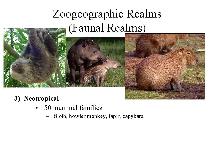 Zoogeographic Realms (Faunal Realms) 3) Neotropical • 50 mammal families – Sloth, howler monkey,
