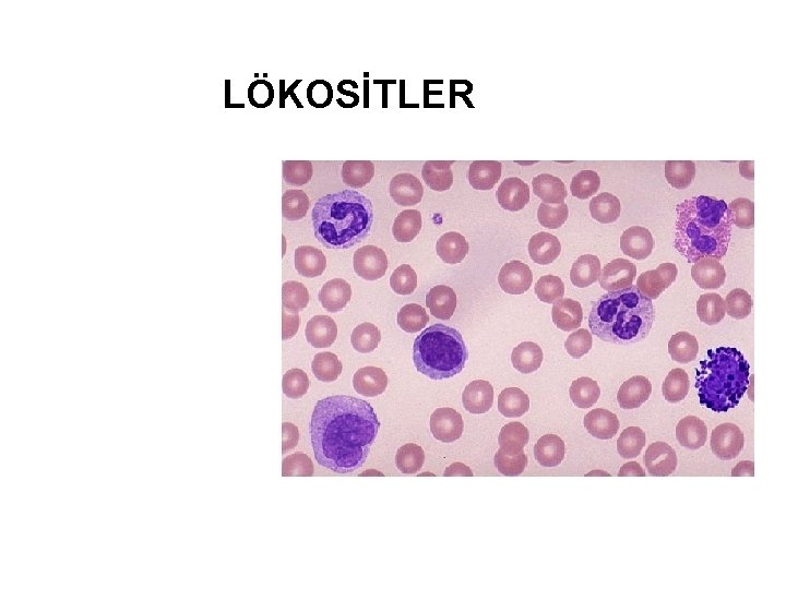 LÖKOSİTLER 