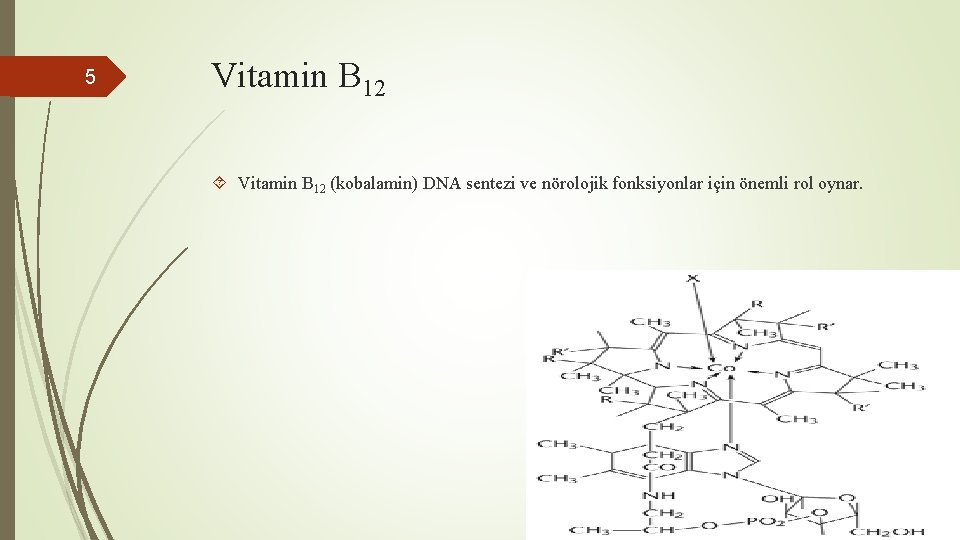 5 Vitamin B 12 (kobalamin) DNA sentezi ve nörolojik fonksiyonlar için önemli rol oynar.