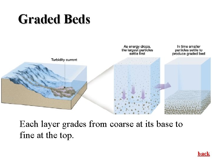 Graded Beds Each layer grades from coarse at its base to fine at the