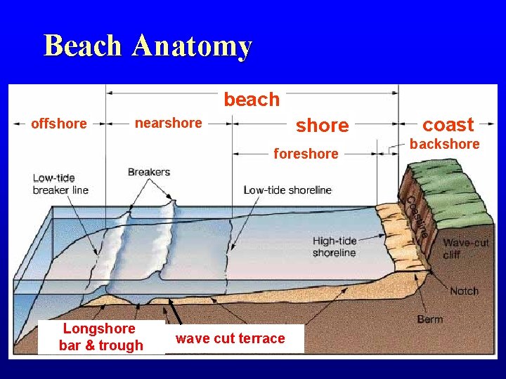Beach Anatomy beach offshore nearshore foreshore Longshore bar & trough wave cut terrace coast