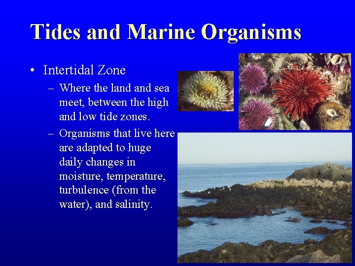 Tides and Marine Organisms • Intertidal Zone – Where the land sea meet, between
