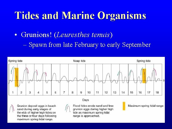 Tides and Marine Organisms • Grunions! (Leuresthes tenuis) – Spawn from late February to