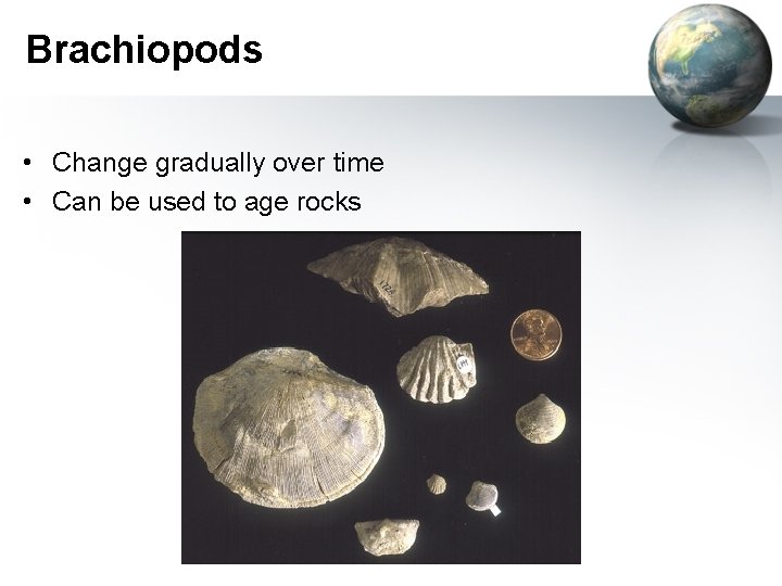 Brachiopods • Change gradually over time • Can be used to age rocks 