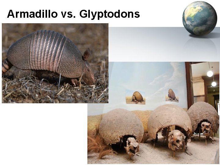 Armadillo vs. Glyptodons 
