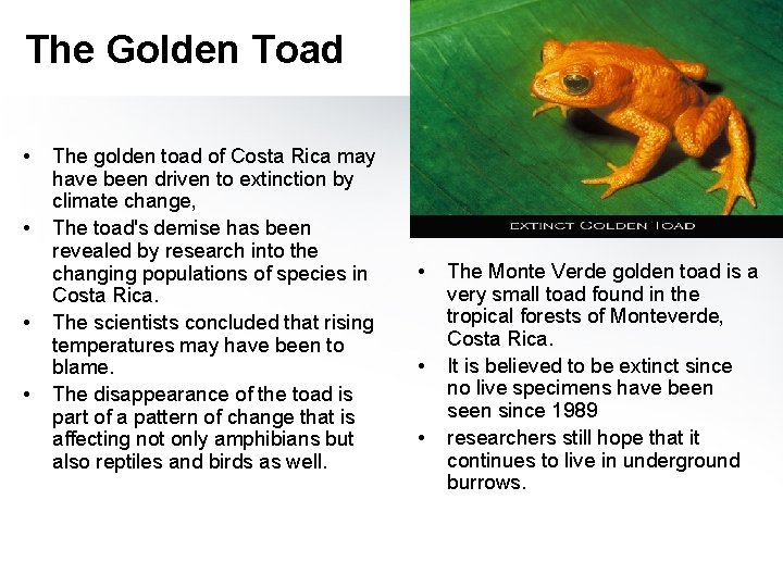 The Golden Toad • • The golden toad of Costa Rica may have been